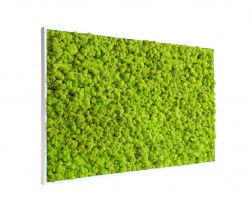 lichene quadri vegetale